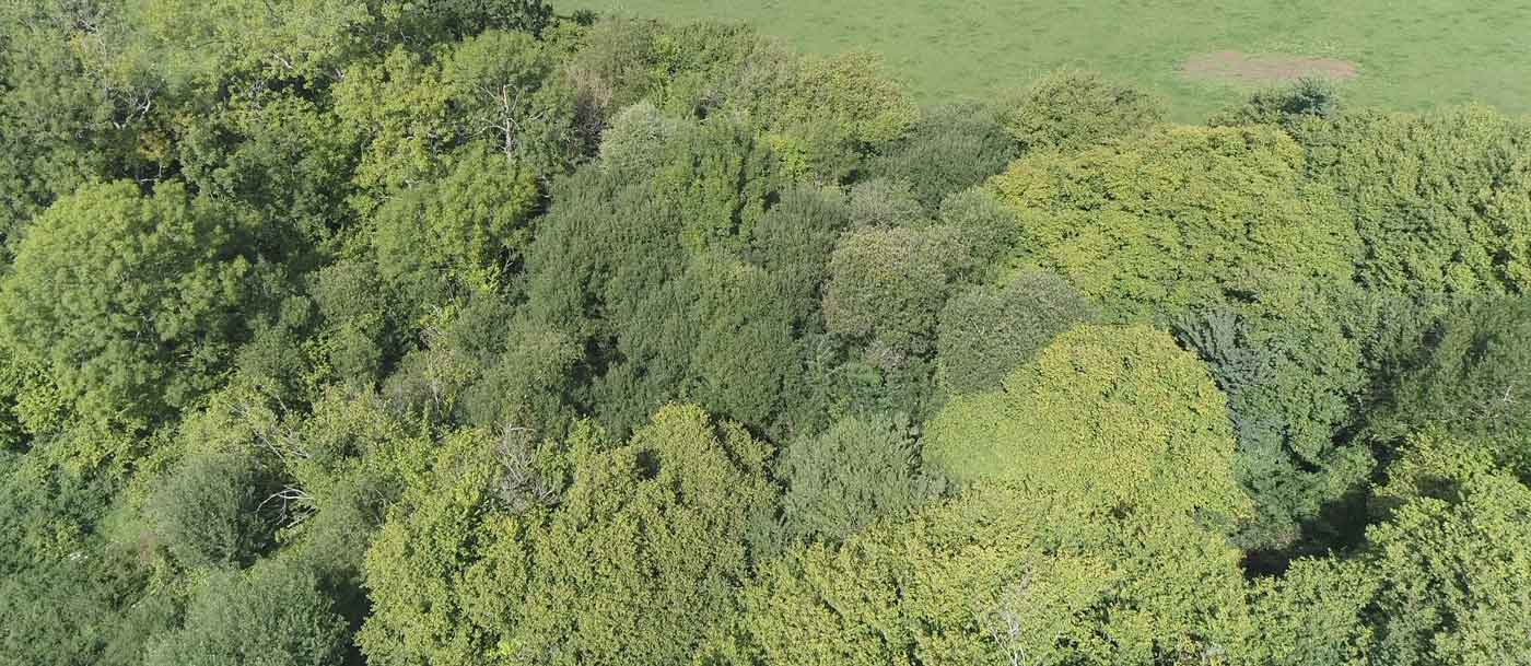 Using a Drone for Roof Surveys, Building Surveys or Tree Surveys